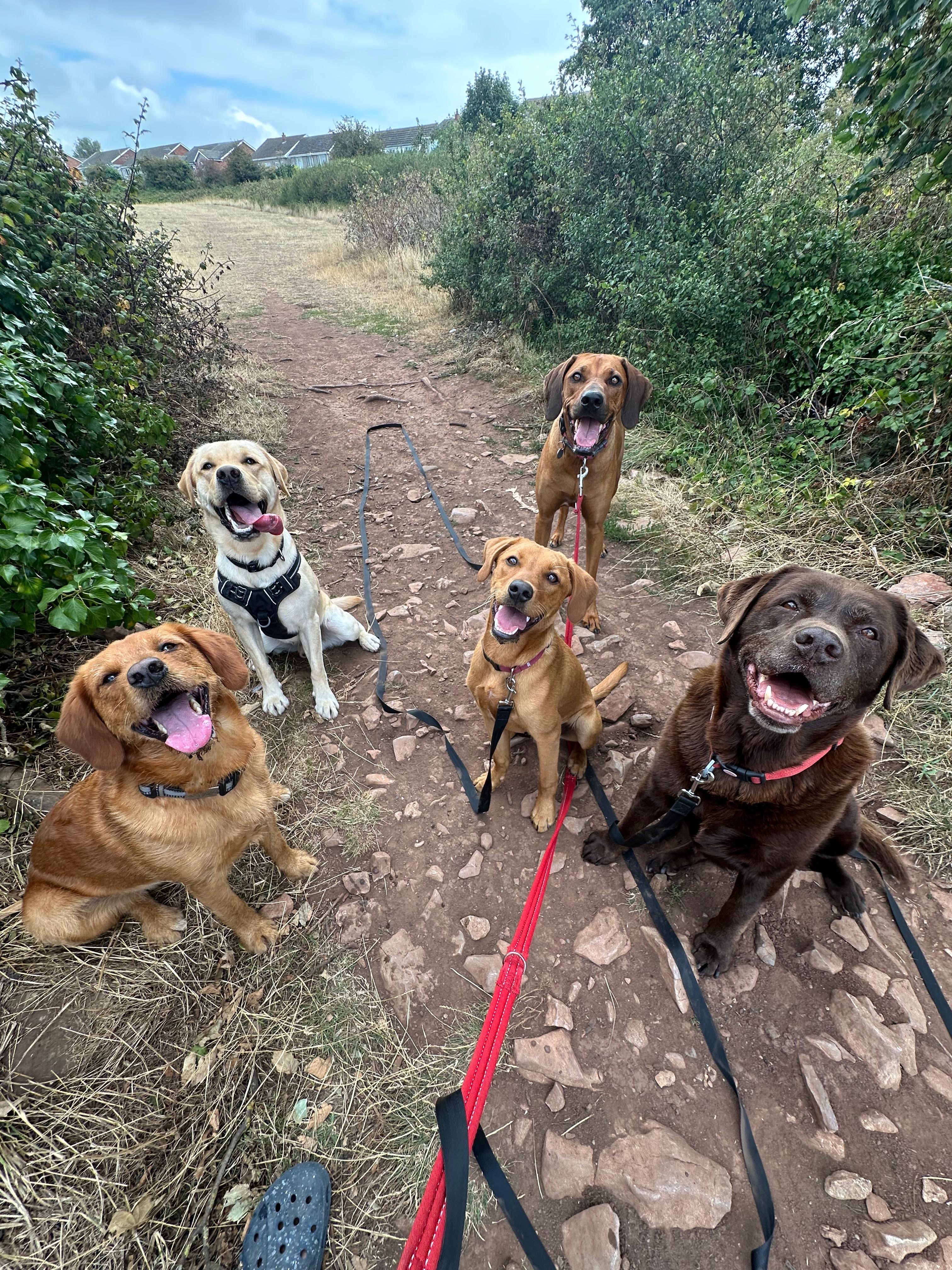 Jimmy, Sophie & Ralphy about us